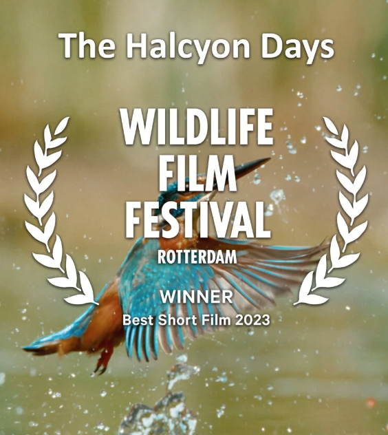 The Halcyon Days